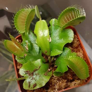 Dionaea muscipula