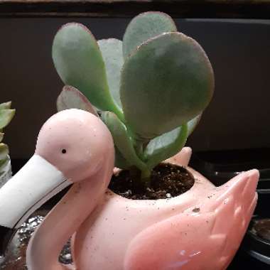 Cotyledon Hybrid 'Mint Truffles'