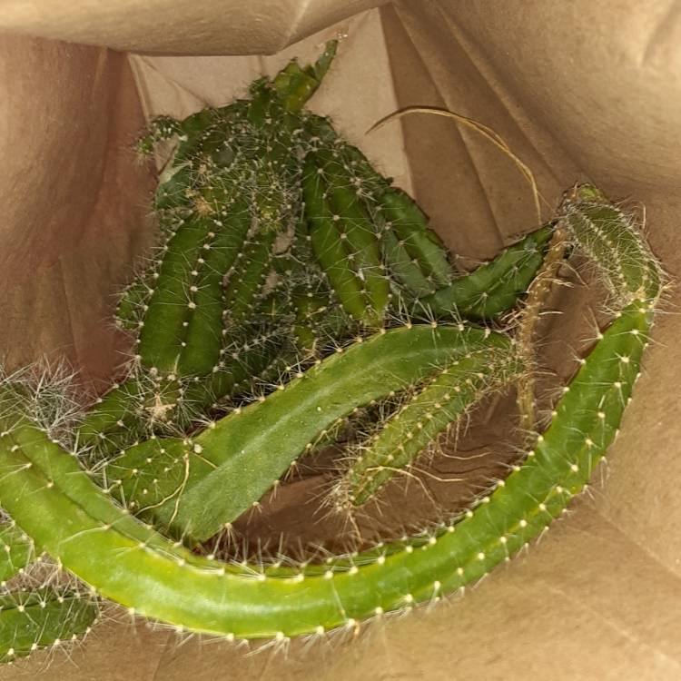 Plant image Selenicereus testudo