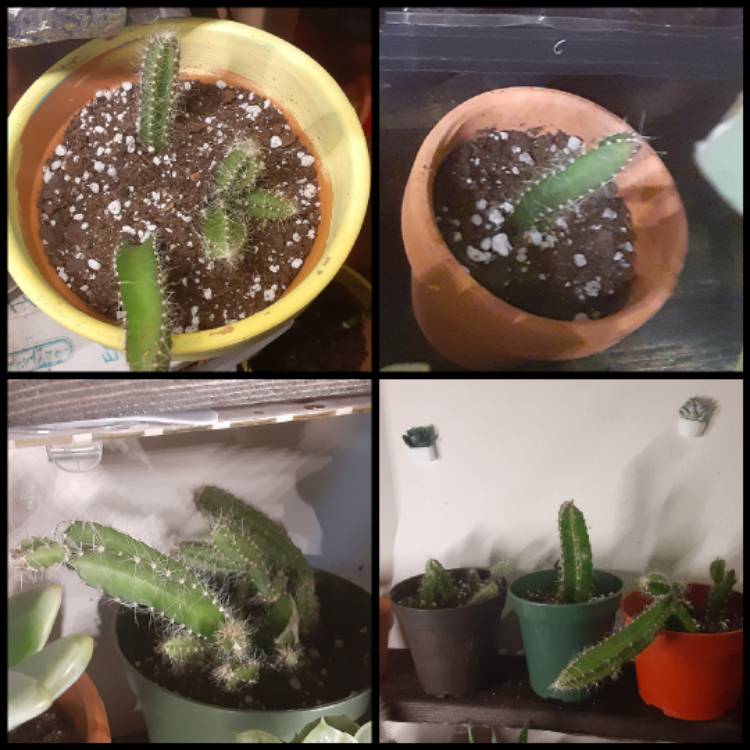 plant image 1226364