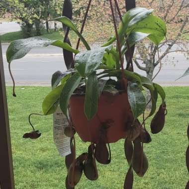 Nepenthes