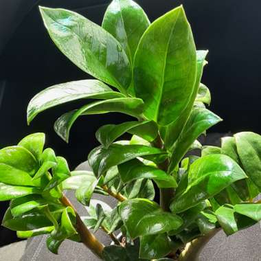 Zamioculcas zamiifolia 'Zenzi'