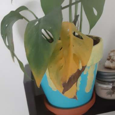 Monstera deliciosa