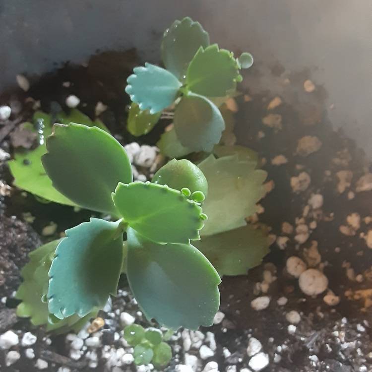 Plant image Kalanchoe laetivirens