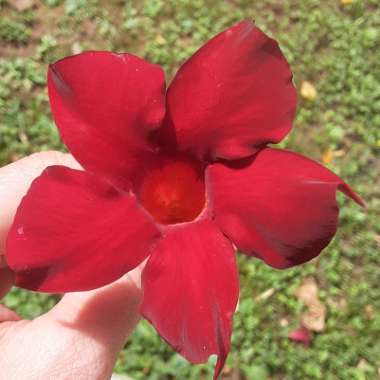 Mandevilla diamantina Topaze 'Vermillon'