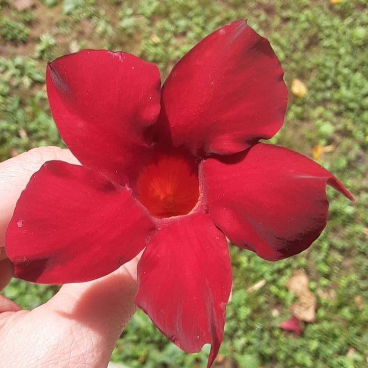 Plant image Mandevilla diamantina Topaze 'Vermillon'