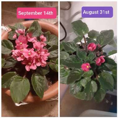 Streptocarpus sect. Saintpaulia  syn. Saintpaulia