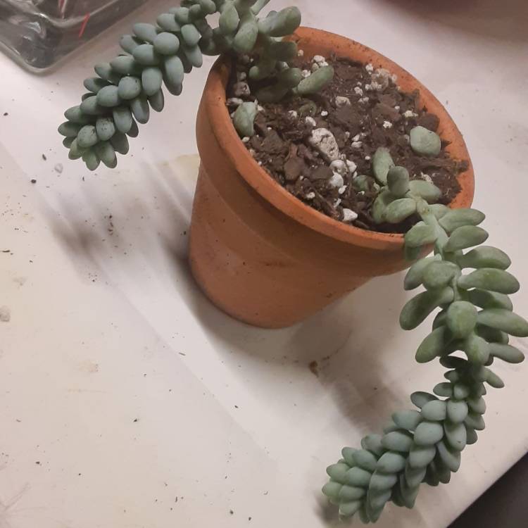 Plant image Sedum Burrito