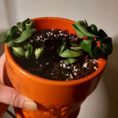 Hoya carnosa 'Compacta'
