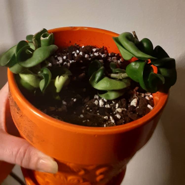 plant image 1395326