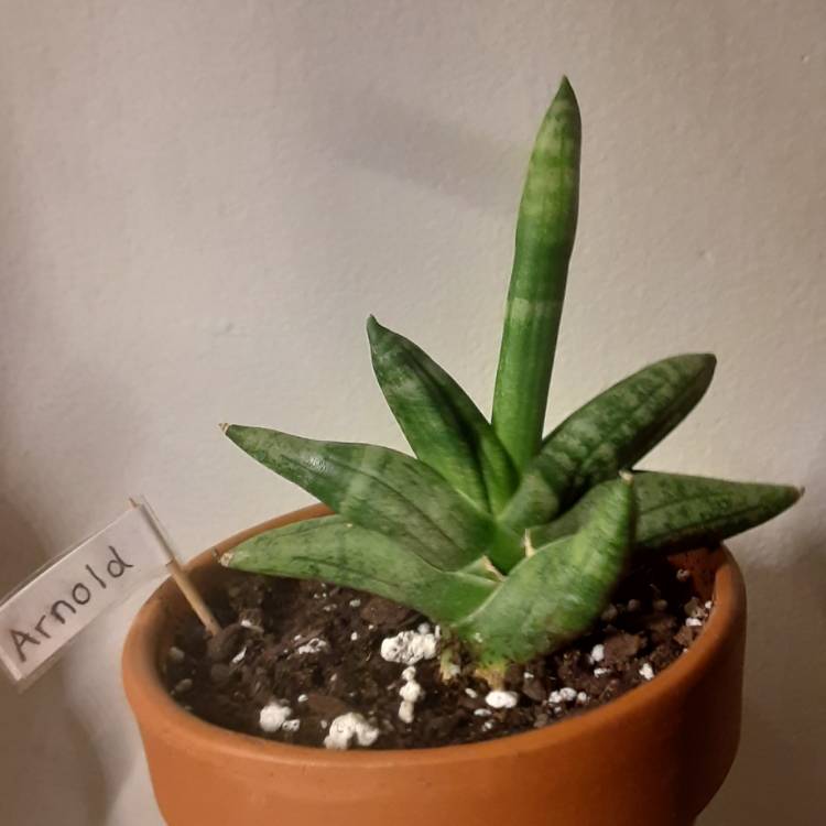 Plant image Sansevieria cylindrica 'Boncel'