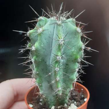 Carnegiea Gigantea