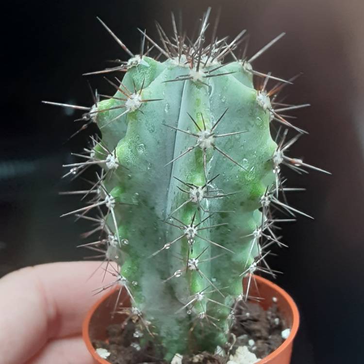 Plant image Carnegiea Gigantea