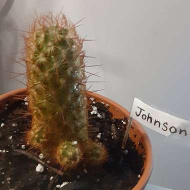 Mammillaria elongata 'Copper King'