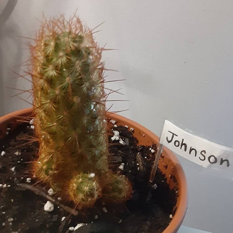 Plant image Mammillaria elongata 'Copper King'
