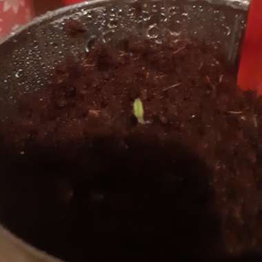 Salvia