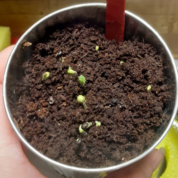plant image 1397473