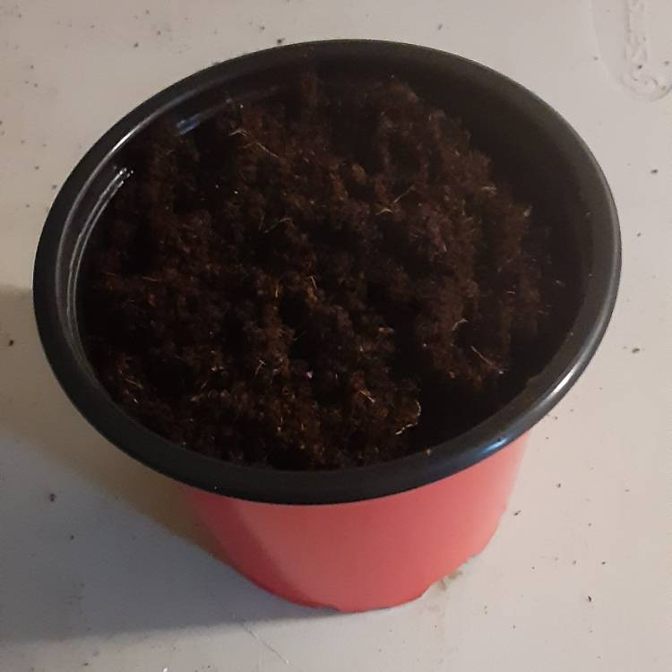 plant image 1397771
