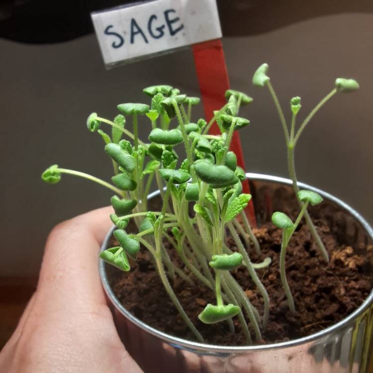 plant image 1401304