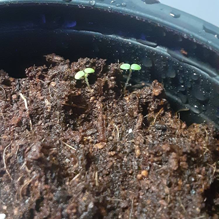 plant image 1403746