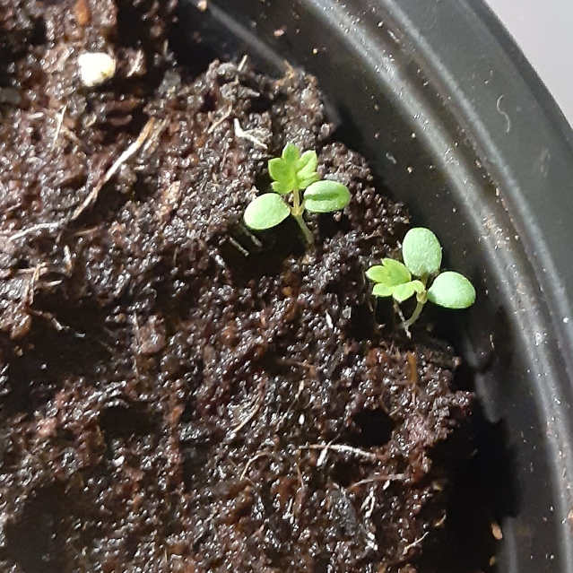 plant image 1405892