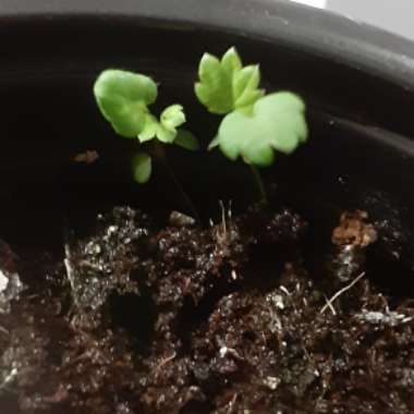Fragaria vesca