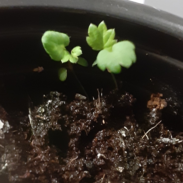 plant image 1409052
