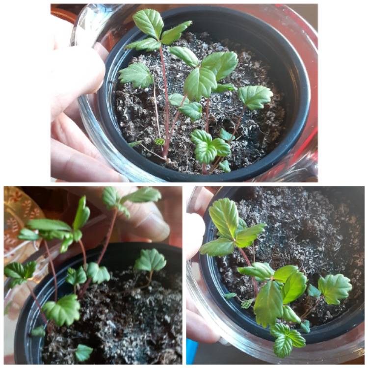 plant image 1417884