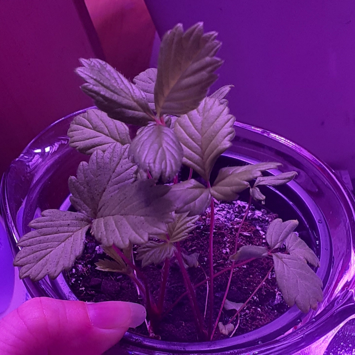 Plant image Fragaria vesca