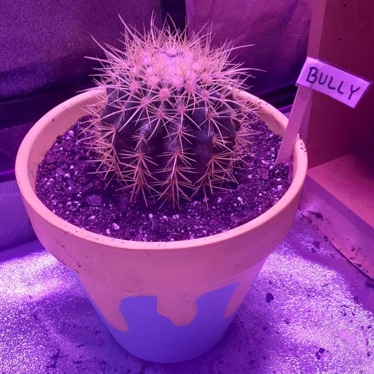 plant image 1497244