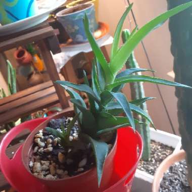 Aloe Ciliaris