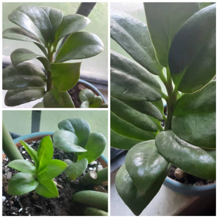 plant image 1497339