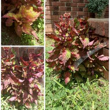 Solenostemon scutellarioides