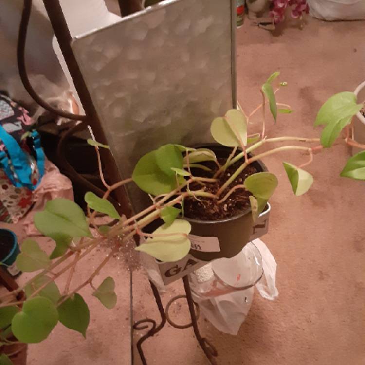 plant image 1497849