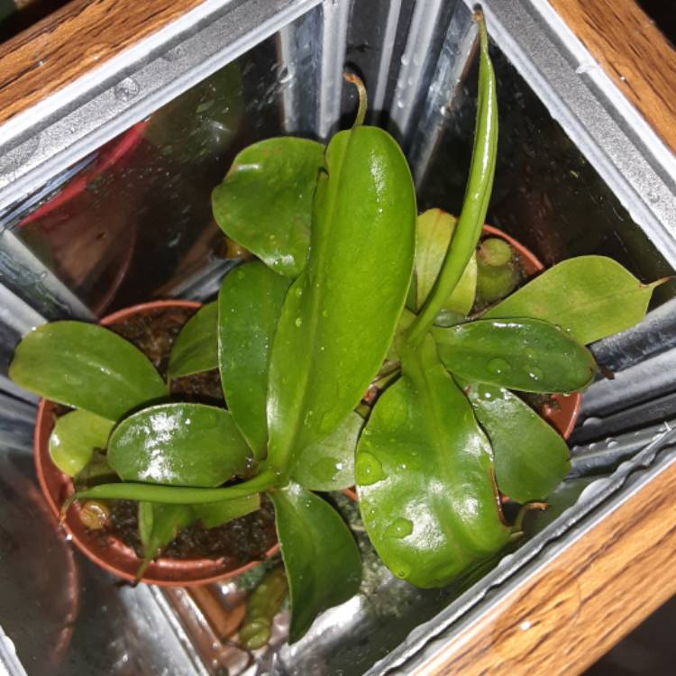plant image 1497854