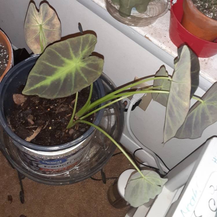 Plant image Colocasia esculenta 'Black Beauty'