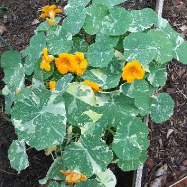 Tropaeolum majus