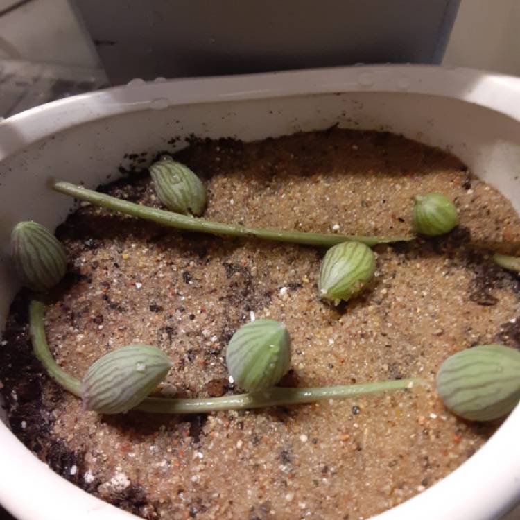 plant image 1503614