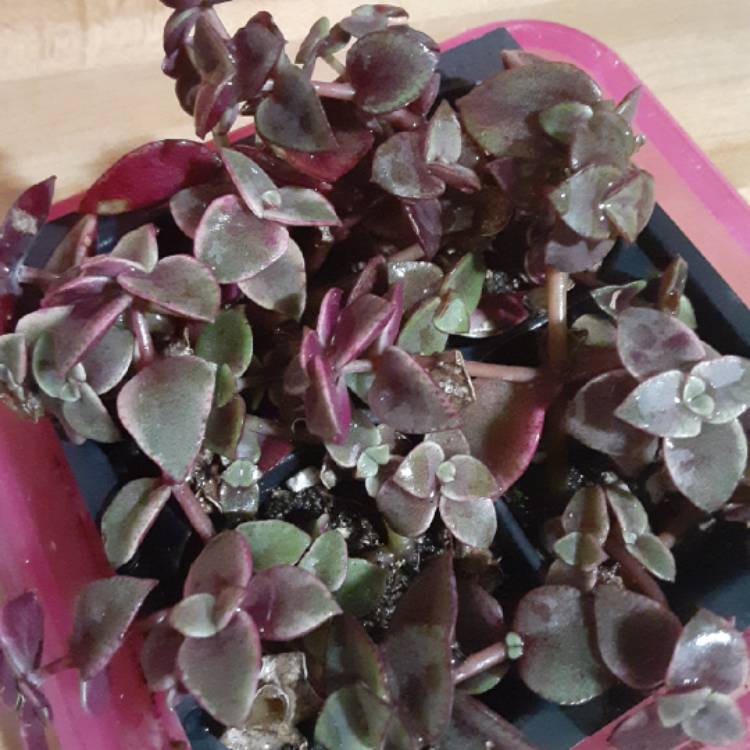 plant image 1504611