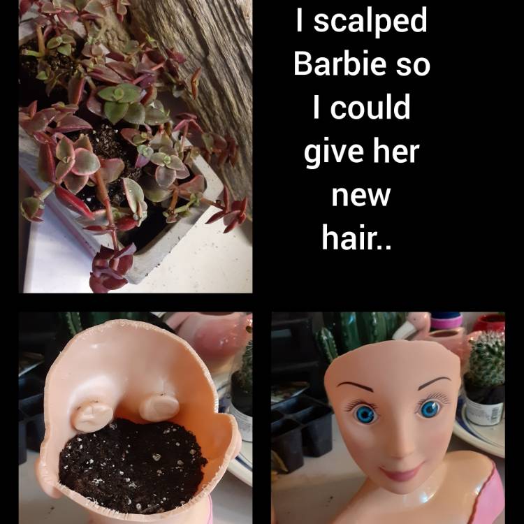 plant image 1504713