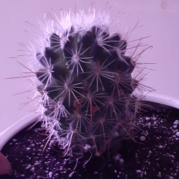 Plant image Mammillaria spinosissima