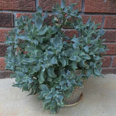 Crassula ovata syn. Crassula argentea, Crassula portulacea,Crassula obliqua,Crassula articulata,Crassula nitida,Crassula lucens.