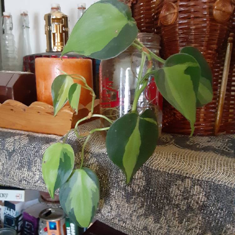 plant image 1505962 plant image 1505962