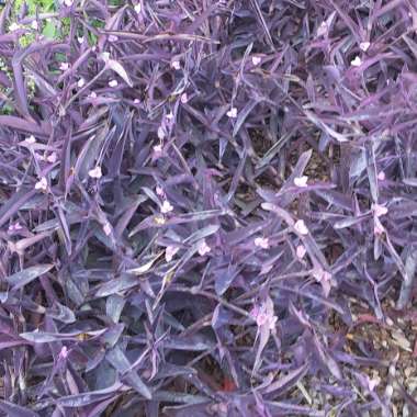 Tradescantia pallida