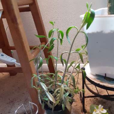 Kalanchoe delagoensis x daigremontiana