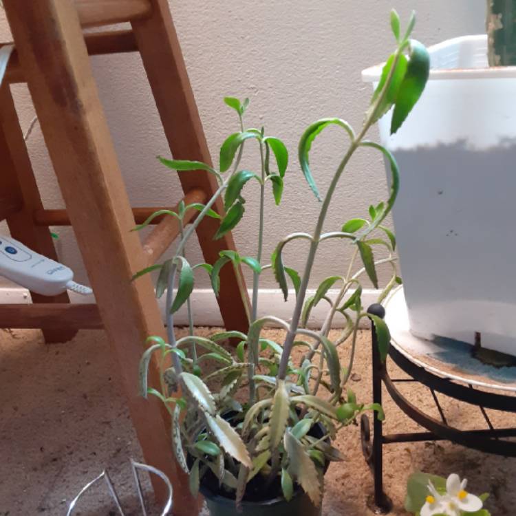 Plant image Kalanchoe delagoensis x daigremontiana