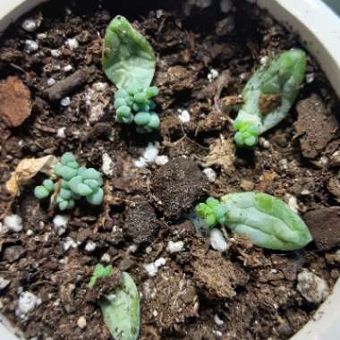 Sedum Burrito