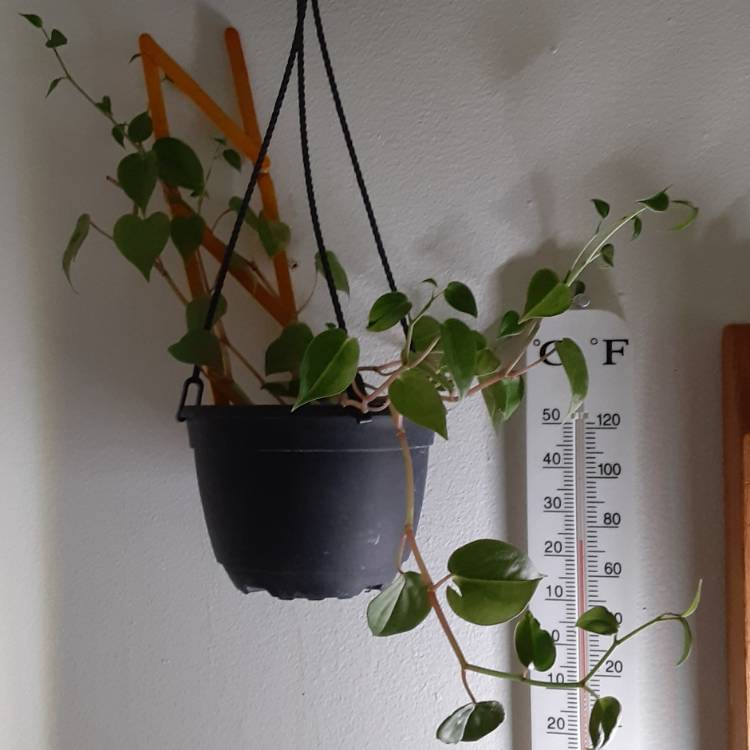 plant image 1512388