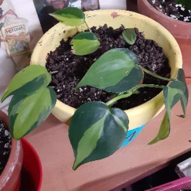 Philodendron hederaceum var. oxycardium 'Brasil' syn. Philodendron hederaceum 'Brasil', Philodendron 'Brasil', Philodendron scandens 'Brasil'