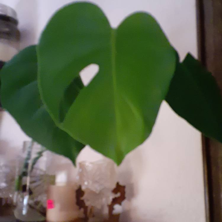 Plant image Monstera deliciosa 'Borsigiana'  syn. Monstera borsigiana